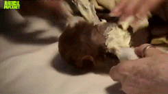 some-disgraced-cosmonaut:  Teeny tiny baby sloth is treated for mange by being shorn,