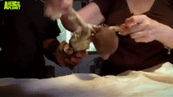 some-disgraced-cosmonaut:  Teeny tiny baby sloth is treated for mange by being shorn,
