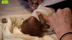 some-disgraced-cosmonaut:  Teeny tiny baby sloth is treated for mange by being shorn,
