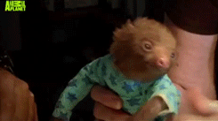 some-disgraced-cosmonaut:  Teeny tiny baby sloth is treated for mange by being shorn,
