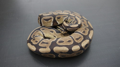 sssnakesss:Rescue Royal Python demonstrating why they are also called Ball Pythons :)solomon does th