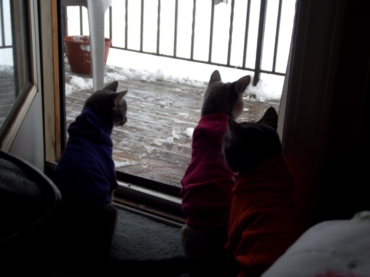 These are our cats:Bear- in the orange, Me Gusta in the pink, and Hipster in the