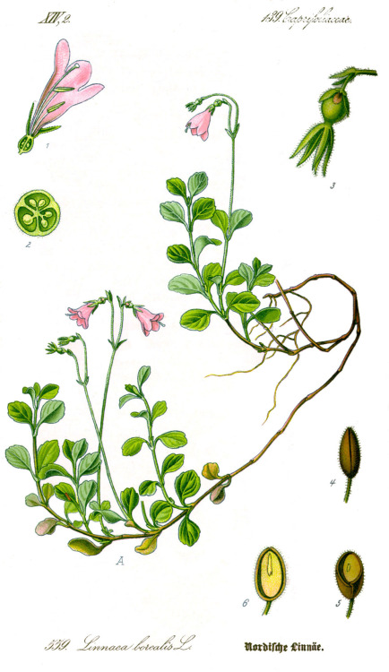 scientificillustration: Twinflower (Linnaea borealis)
