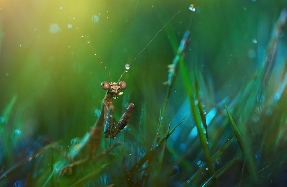 Surreal Macro Photographs of Insects by Lee Peiling a.k.a.Twomeows
“Malaysian photographer Lee Peiling lives and works in Tanzania where she picked up a camera for the first time just three years ago. Among her quickly growing body of work are these...