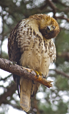 armedplatypus:  fat-birds:  fat-birds:  what ? by crsharwichport on Flickr. Apparently this is how a red-tailed hawk responded to the photographer’s attempt at an osprey call.  Haha I just felt like reblogging this cutie   DAFAQ U SAY TO ME BEECH?