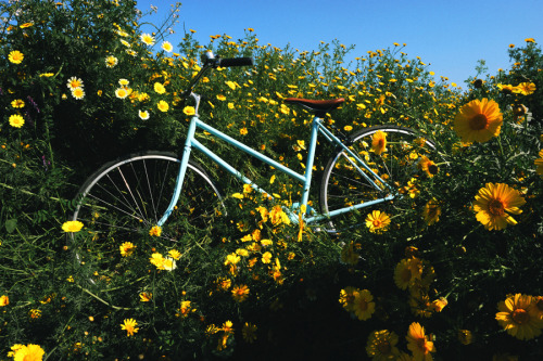 drinktheantidote:   Flower Fields Forever. on Flickr By: Chris Pupo.