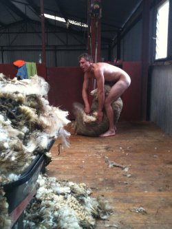 we shear them for wool, in NZ they fuck them