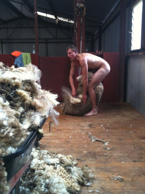 we shear them for wool, in NZ they fuck them adult photos