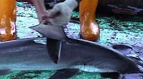 thedanksideofthemoon:  sshssharkweek:  Sharks can feel every single slice made to