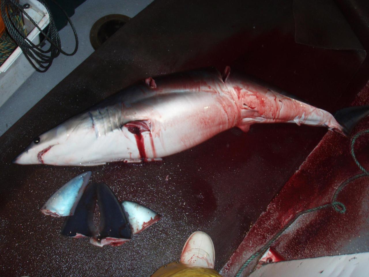 thedanksideofthemoon:  sshssharkweek:  Sharks can feel every single slice made to