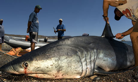 thedanksideofthemoon:  sshssharkweek:  Sharks can feel every single slice made to