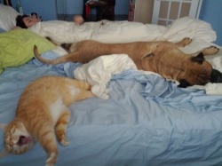 Crusher (cat) and Chopper (dog) sleeping in.  everybody loves a sleepy kitty! thanks for the submission! :D 