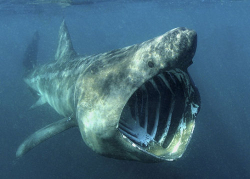 giraffeinatree:The basking shark (Cetorhinus maximus) is classed as “globally vulnerable to extincti