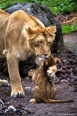 wild-earth:  by Stephan Brauchli 