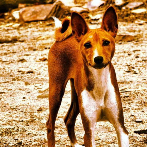 I want a Basenji so badly!