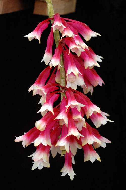 Dendrobium lawesii, native to Papua New Guinea and the Solomon Islands, the flowers of which show a beautiful range of colors and color combinations; inflorescences are short racemes, produced on leafless canes. Photography by Eric Hunt.