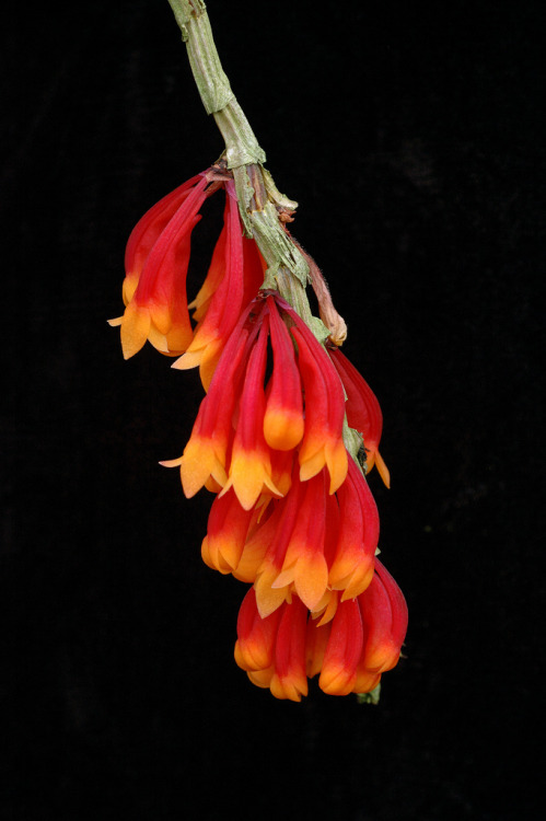 Dendrobium lawesii, native to Papua New Guinea and the Solomon Islands, the flowers of which show a beautiful range of colors and color combinations; inflorescences are short racemes, produced on leafless canes. Photography by Eric Hunt.
