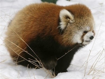 fat-animals:A red panda that is fat. 