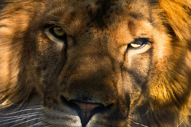 lovelybigcats:  (via Cous Cous Lion | Flickr - Photo Sharing!)