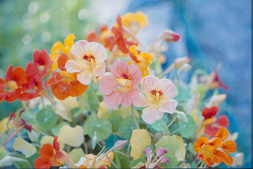 harkwhostalking:  Summer flowers (by aixcracker) 