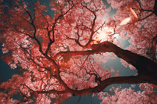 marbean:  red sakura 