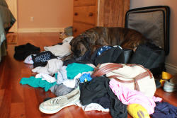 dogumentary:  Interesting bed you made there puppy…. This is what I woke up to this morning. I’m not going to claim all those clothes were neatly folded, but they were at least in the suitcase. 