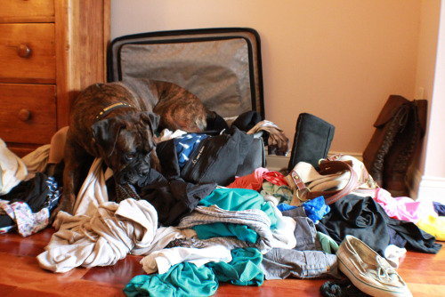 dogumentary:  Interesting bed you made there puppy…. This is what I woke up to this morning. I’m not going to claim all those clothes were neatly folded, but they were at least in the suitcase. 