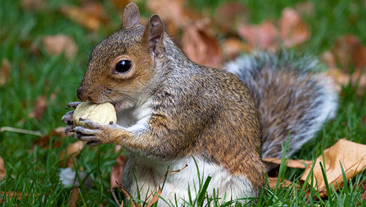 Why Germans are stumped by the word ‘squirrel’
The word’s syllable structure is what thwarts native German speakers’ ability to address the furry creatures.