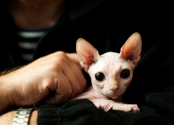 evillittlething:  precious kitty *o* <3