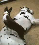 Porn photo  little dog trying to sleep on big dog 