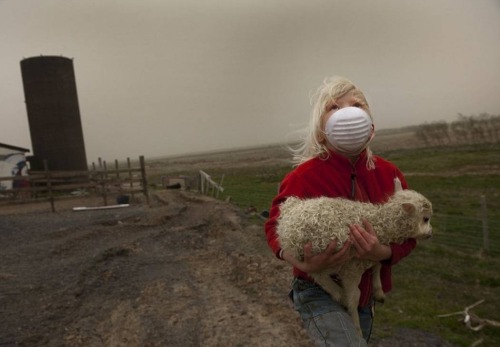 A little girl saves a baby lamb from a farm near the village of Kirkjubaejarklaustur in Iceland. Peo