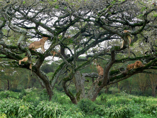 “Taken in June this year during a game drive at Nakuru National Park in Kenya. Rounding a bend