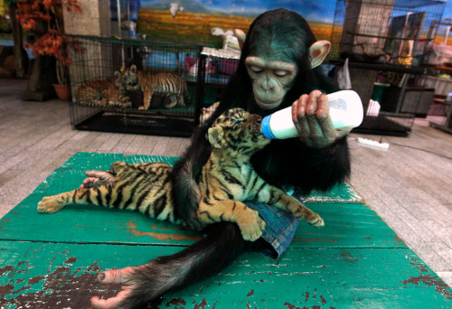 Two-year-old chimpanzee “Do Do” feeds milk to “Aorn”, a 60-day-old tiger cub