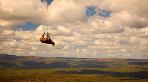 A black rhino is transported by helicopter in South Africa. This was all part of a relocation plan f
