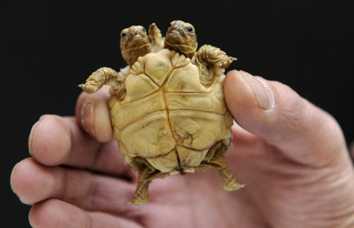 An African spurred tortoise with two heads and five legs is displayed in Slovakia. (Reuters / Radova