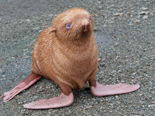 This little orange seal has been ostracized by his fellows for being ginger. Also, unfortunately, he