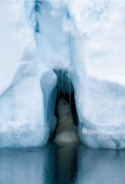 aaanxious:  Polar Bear discovering an Ice