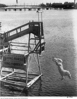 Diving Horses