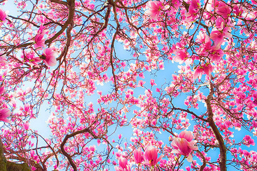 wonderland