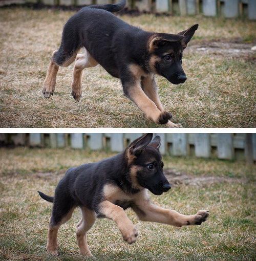 torpedoestotalcrap:  drtrueblue:  Now I’m on Gen’s side, because she reblogged from this puppy tumblr, and: Look how many German Shephard Puppy pics it lead me to!  <3  D’AWWWWWWW  AAAAHH GERMAN SHEPHERD!! <3 <3 <3