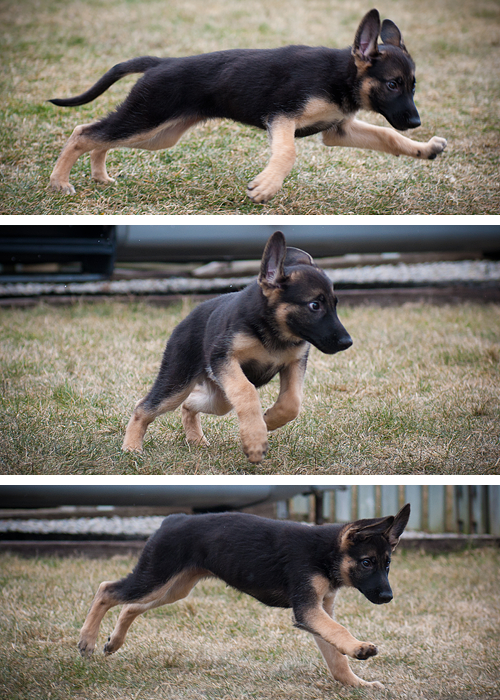 torpedoestotalcrap:  drtrueblue:  Now I’m on Gen’s side, because she reblogged from this puppy tumblr, and: Look how many German Shephard Puppy pics it lead me to!  <3  D’AWWWWWWW  AAAAHH GERMAN SHEPHERD!! <3 <3 <3