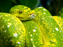 earth-song:  Green Tree Python” by Lorraine