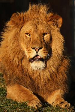 earth-song:  Lion” by Alan Hinchliffe 