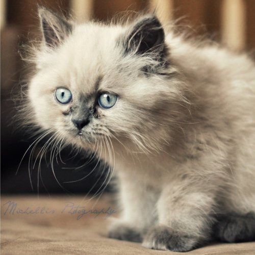 cybergata:fluffy by ~michellis13