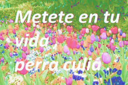 VOLEMOS?