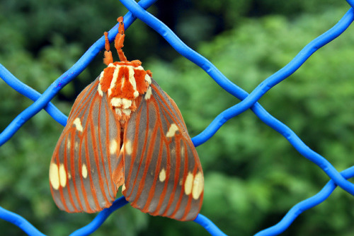 animals-animals-animals:  Regal Moth (by nooccar)