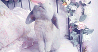 dapperness:Bunny eating a rose(x)