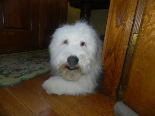 Barnaby and Louise are back from the groomer!By the way, Barnaby is 75 lbs and Louise is 70 lbs. And