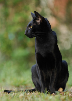 pisceswitch:  What a beautiful black cat!