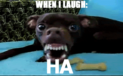 thats-so-meme:  shitshilarious:  batdog gif thing belongs to “leeaaronbyrne”  http://shitshilarious.tumblr.com/ 